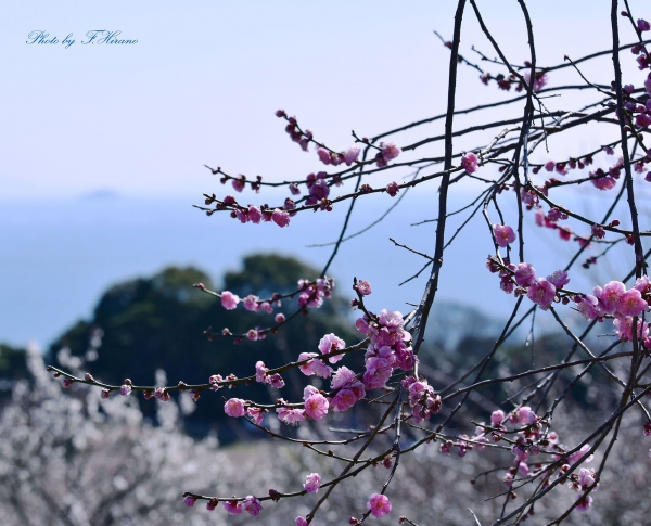 神戸新聞社主催 綾部山梅林写真コンテスト 入賞 作品名「笑顔の紅梅」