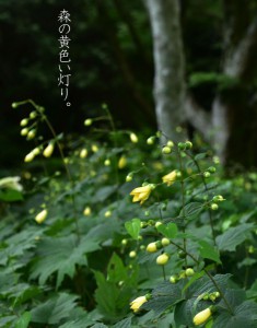 作品名「森の黄色い灯り」
植物名・キレンゲショウマ